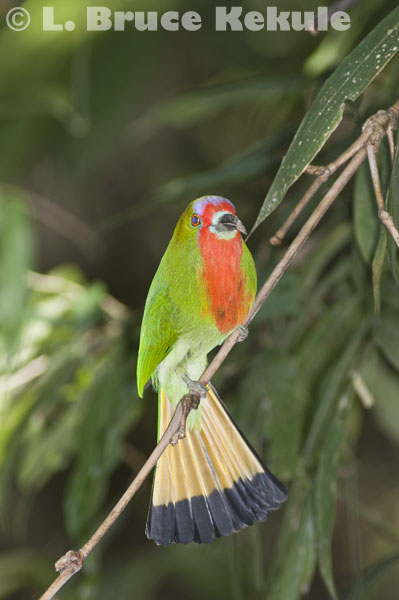 Red-bearded Bee-eater in Kaeng Krachan