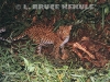 Asian leopard on sambar kill