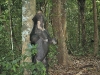 Asiatic sun bear camera-trapped in Kaeng Krachan