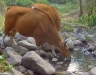 Banteng cows camera-trapped at a waterhole