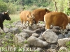 Banteng bull and cows in Huai Khaeng