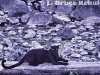 Black leopard at a hot spring