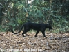 Black leopard camera-trapped in Kaeng Krachan