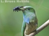 Blue-bearded bee-eater in Kaeng Krachan