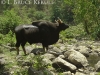 Gaur bull camera-trapped in Huai Kha Khaeng