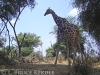 Giraffe camera-trapped in Samburu Game reserve, Kenya, Africa