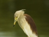 Indian pond-heron