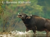 Wild water buffalo bull