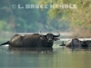 Wild-water-buffalo-herd