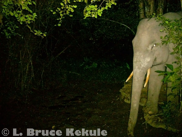 Tusker elephant at a mineral lick in Kaeng Krachan