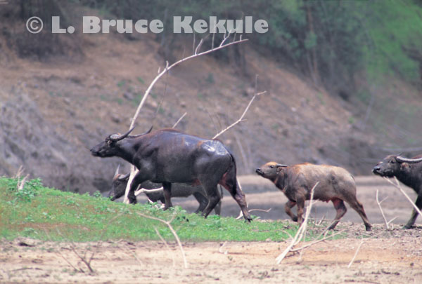 Wild water buffalo herd in Huai Kha Khaeng Wildlife Sanctuary