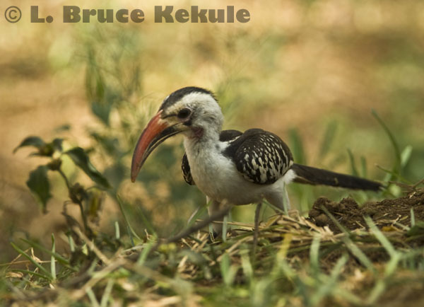 African redbill hornbill in Kenya