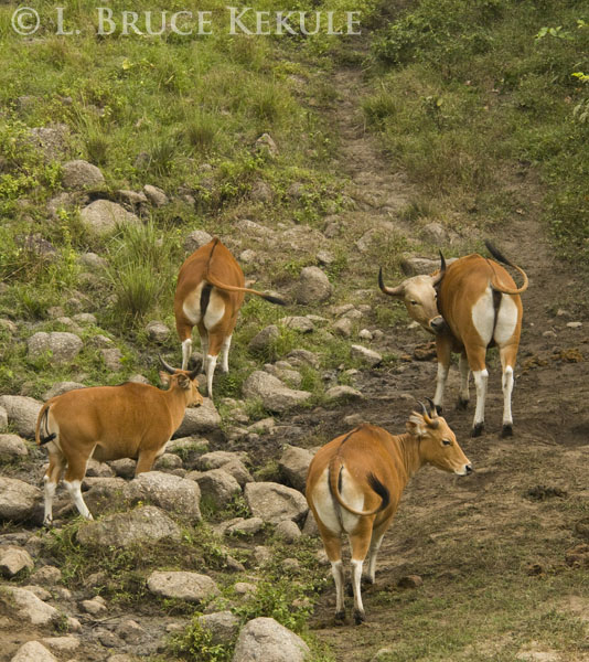 Banteng herd in Huai Khaeng