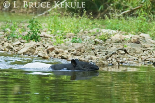 Asian tapir swimming in Kaeng Krachan