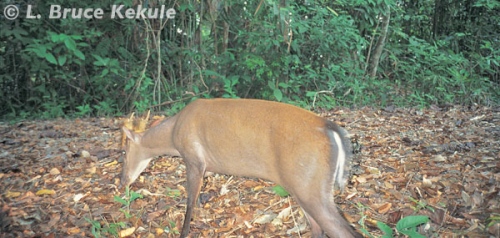 Fea's muntjac male camera trapped in Kaeng Krachan