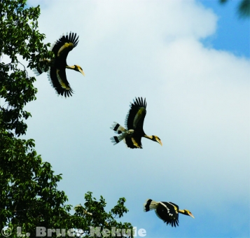 Great hornbill in Kaeng Krachan