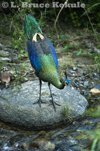 Green peafowl juvenile in Huai Kha Khaeng