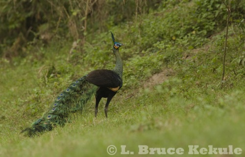 Green peafowl male in Huai Kha Khaeng