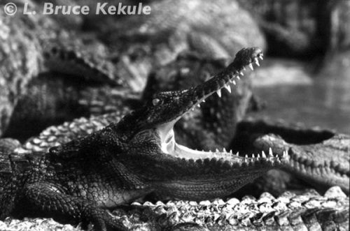 Siamese crocodile in the Samut Prakan crocodile farm