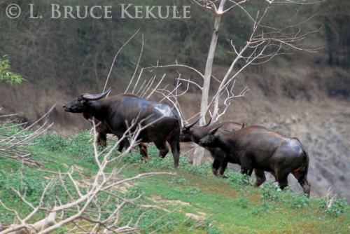 Wild water buffalo cows in Huai Kha Khaeng