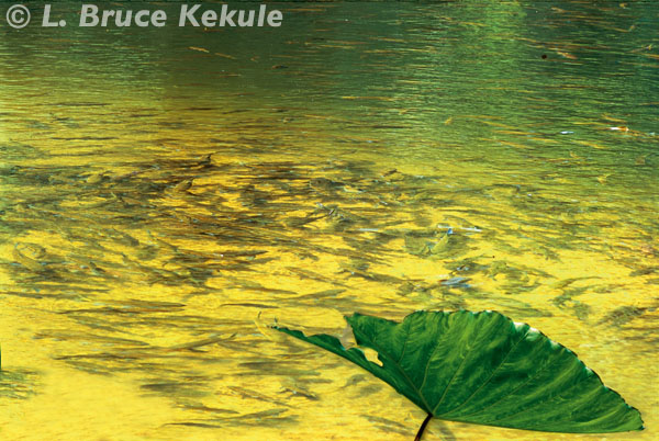 Crocodile pond in the Phetchaburi River, Kaeng Krachan