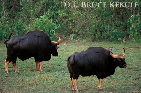Guar bulls in Huai Kha Khaeng