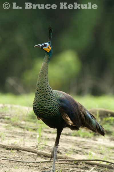 Green peafowl female in Huai Kha Khaeng