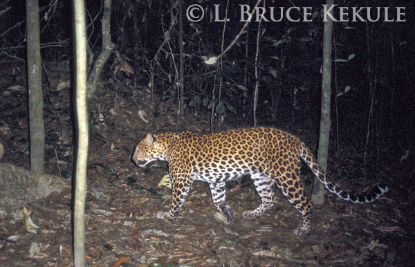 Leopard in Kaeng Krachan