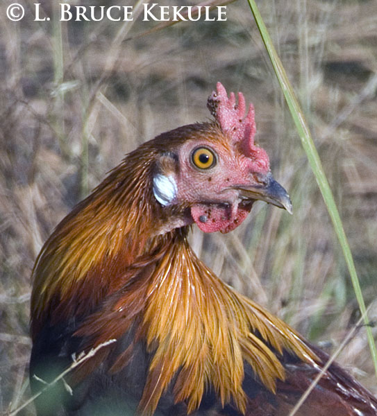 Red jungle fowl infested with ticks