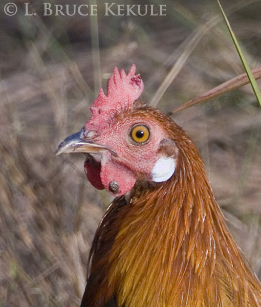 Red jungle fowl infested with ticks