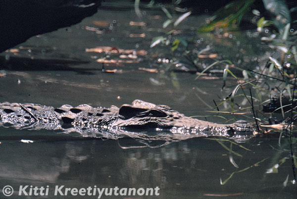 Siamese crocodile in Khao Ang Rue Nai