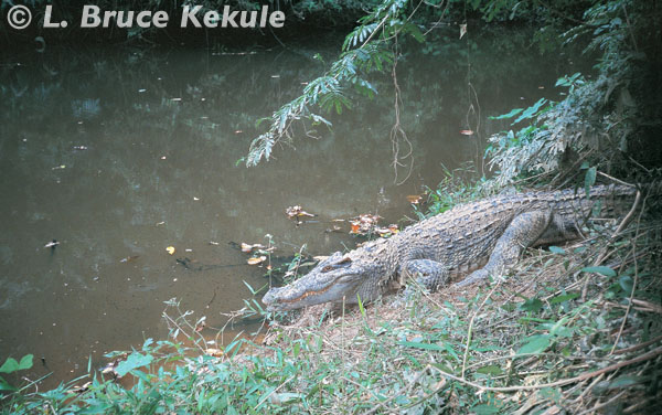 Siamese crocodile in Khao Ang Rue Nai