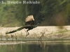 Green peafowl male flying in Huai Kha Khaeng
