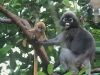 Dusky langur mother and baby