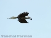 White-crowned hornbill in Hala-Bala