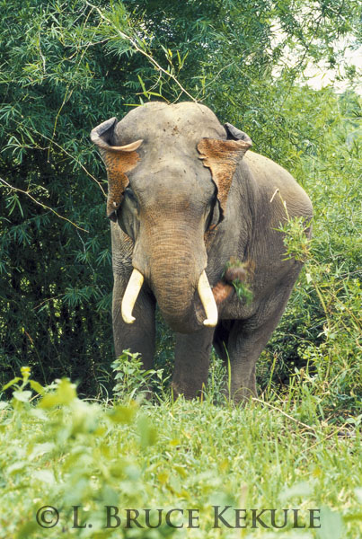 Tusker elephant in Sai Yok