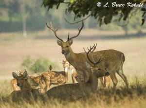 tiger | Wildlife Photography in Thailand and Southeast Asia