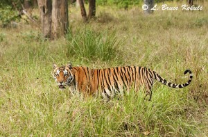 tiger | Wildlife Photography in Thailand and Southeast Asia